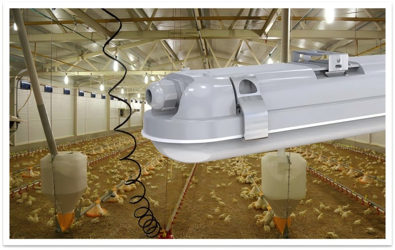 Haben Sie jemals daran gedacht, die Hühnerfarm mit dem dreifachen Licht zu verwenden?